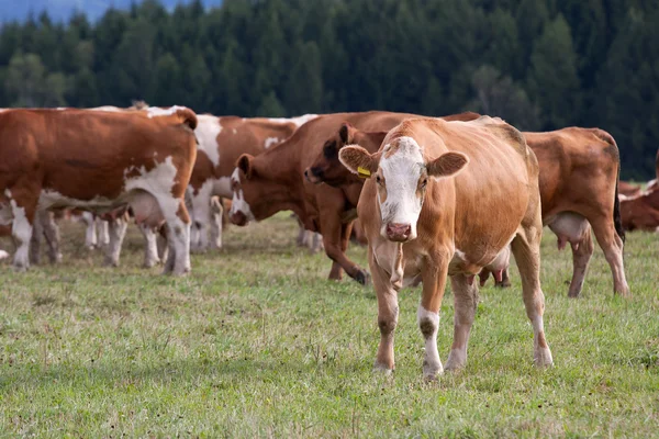 Vacas em pastagens — Fotografia de Stock