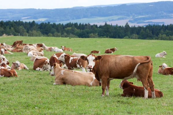 Молочные коровы на пастбище — стоковое фото