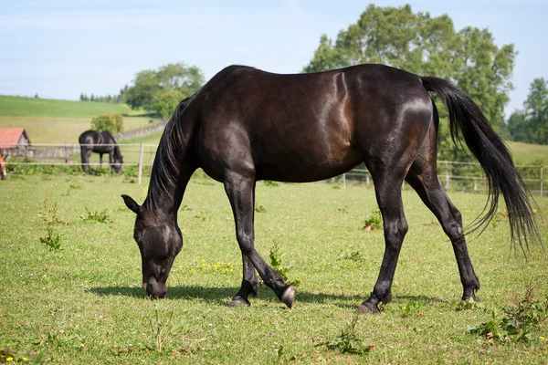 Cavallo nero nel prato — Foto Stock