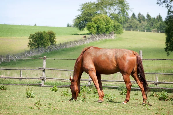 Horse in the meadow — Stock Photo, Image