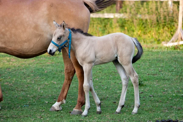 Cavalla e il suo puledro — Foto Stock