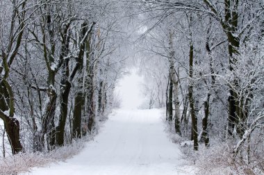 Kar ve ağaçlarla kaplı kış manzarası