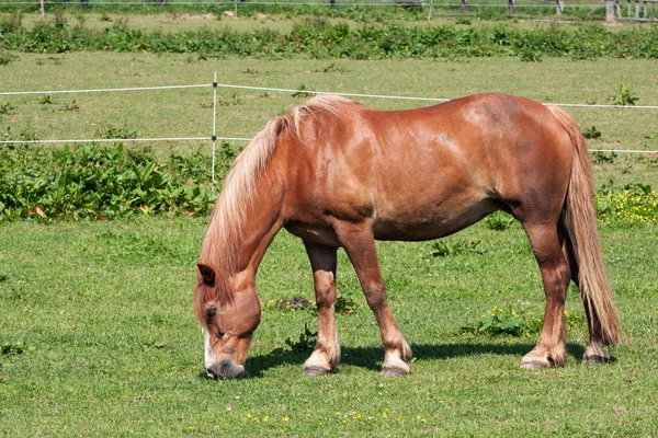 ม้าในทุ่งหญ้า — ภาพถ่ายสต็อก