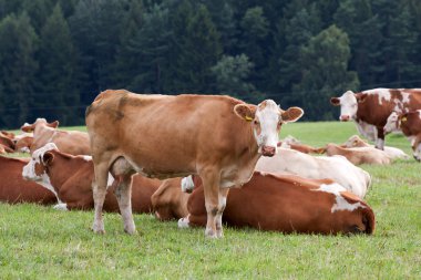 arazide süt inekleri