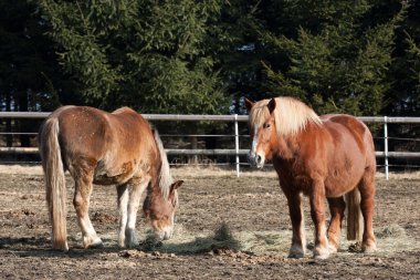 Atlar çayırda otluyor.
