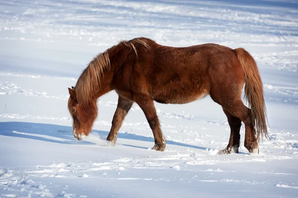 Koně v chladných zimních pastvin — Stock fotografie