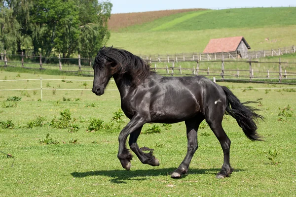 Cavalo preto corre galope — Fotografia de Stock