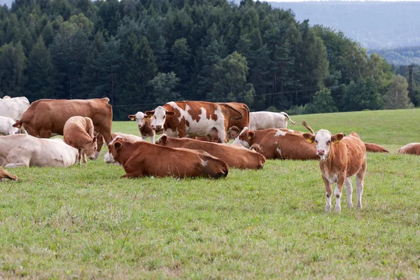 Vacas en pastos — Foto de Stock