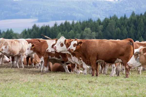 Vacas em pastagens — Fotografia de Stock