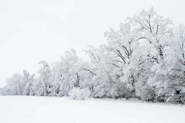 Paesaggio invernale con neve e alberi — Foto Stock