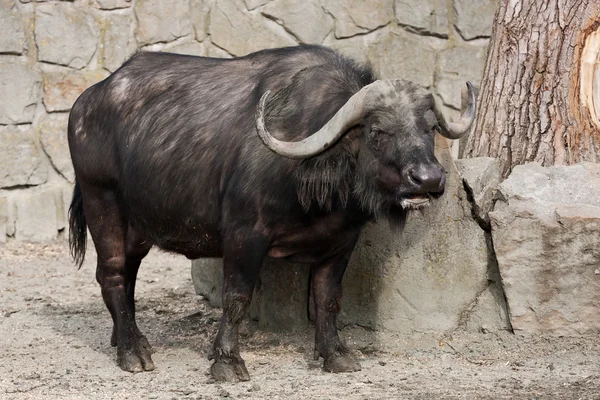 African Buffalo — Stock Photo, Image