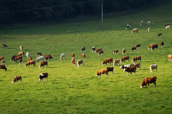 Vacas em pastagens — Fotografia de Stock