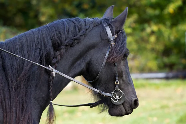 Black friesian horse — Zdjęcie stockowe