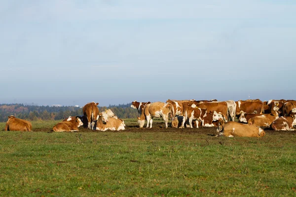 Vacas em pastagens — Fotografia de Stock