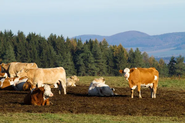 Vacas en pastos —  Fotos de Stock