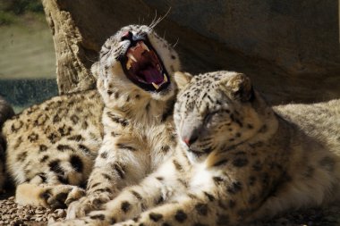Kar leoparı Irbis (Panthera uncia ailesinin yalan)