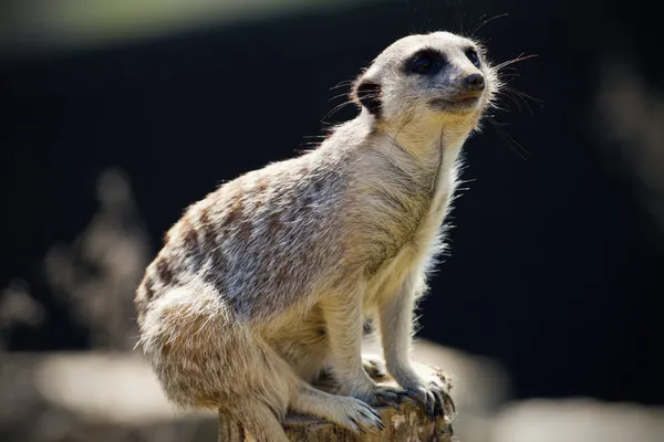 Meerkat — Stockfoto