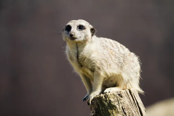 Meerkat — Photo