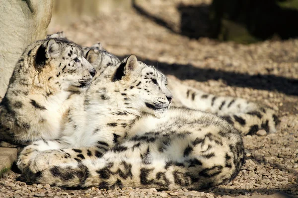 Liegen familie van Snow Leopard Irbis (Panthera uncia) — Stockfoto