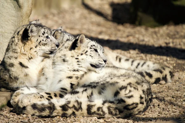 Familia mentirosa de Leopardo de las Nieves Irbis (Panthera uncia ) — Foto de Stock