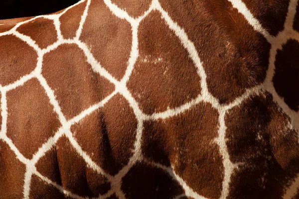 Giraffe pattern — Stock Photo, Image