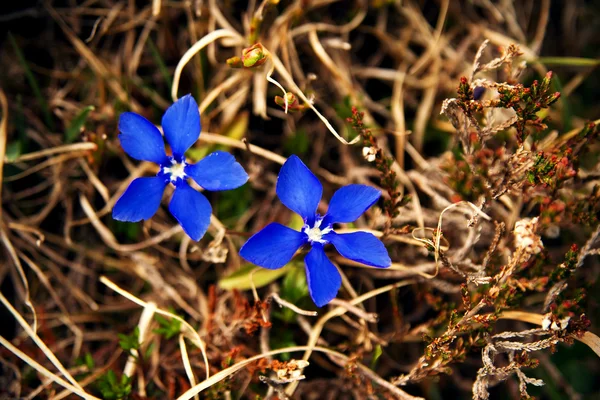 Gentiana verna, Alpes austríacos —  Fotos de Stock