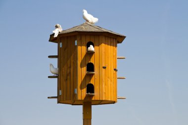 dovecote mavi gökyüzü arka plan üzerine oturan beyaz güvercinler