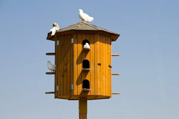 Palomas blancas sentadas en un palomar sobre el fondo del cielo azul —  Fotos de Stock