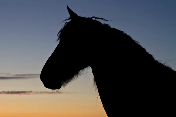 Silueta koně při západu slunce — Stock fotografie