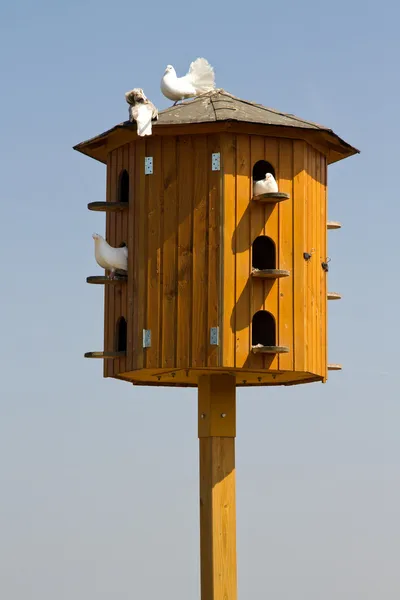 青空の背景に鳩小屋に座っている白い鳩 — ストック写真