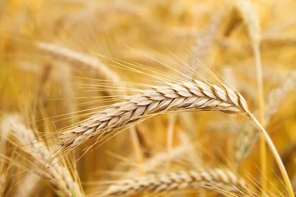 Golden ears of wheat on the field.