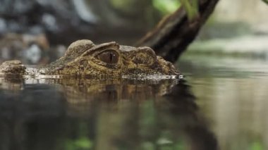 Bir timsah (Paleosuchus palpebrosus) Başkanı. Cüce Kayman.