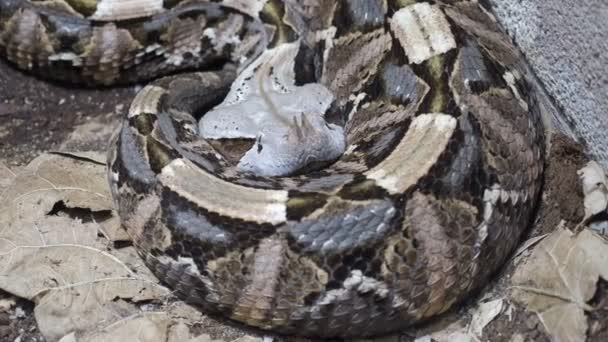 Afrikansk Gaboon Viper Bitis Gabonica — Stockvideo