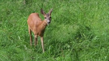 Çimenlerde Roe geyiği, Capreolus Capreolus. Vahşi doğadaki hayvanlar.