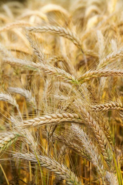 Zlaté uši pšenice na poli. — Stock fotografie