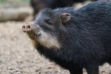 Chacoan peccary (Catagonus wagneri), tagua olarak da bilinir..