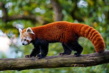 Ağaçta kırmızı panda (Ailurus fulgens). Ormandaki sevimli panda..