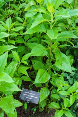 Bitki bahçesindeki Topinambour (Helianthus tuberosus). Kudüs enginar bitkisi.