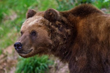 Kamçatka kahverengi ayısı, Ursus arctos beringianus