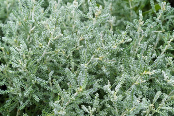 Close View Garden Herb Santolina Rosmarinifolia Holy Flax — Stock Photo, Image