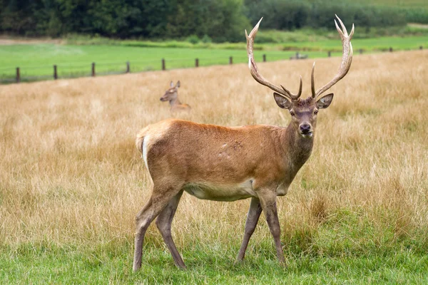 Rehe grasen auf der Wiese — Stockfoto