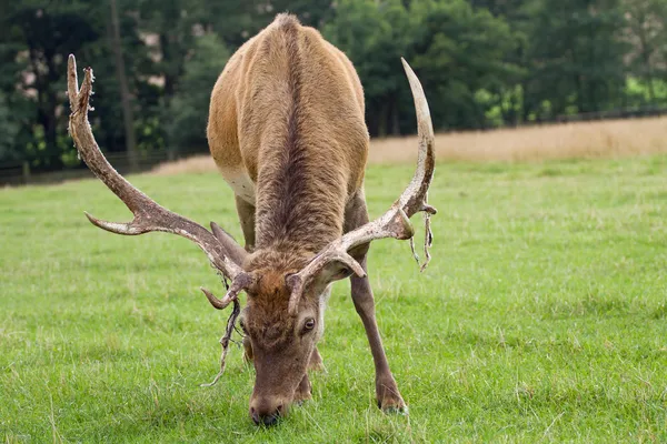 Hjortar som betar på ängen — Stockfoto