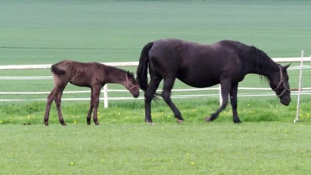 Μαύρο Αδρουμπιανό Άλογο Φοράδα Πουλάρι — Αρχείο Βίντεο