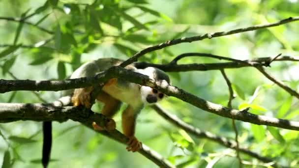 Macaco Esquilo Comum Saimiri Sciureus Árvore Natureza Animais Fauna Selvagem — Vídeo de Stock