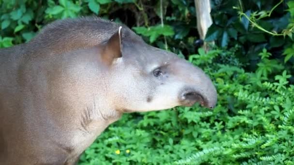 Porträtt Sydamerikansk Tapir Tapirus Terrestris — Stockvideo