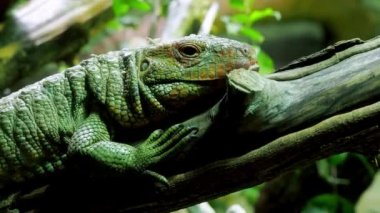 Ağaçta oturan Kuzey Timsah Kertenkelesi (Dracaena guianensis)