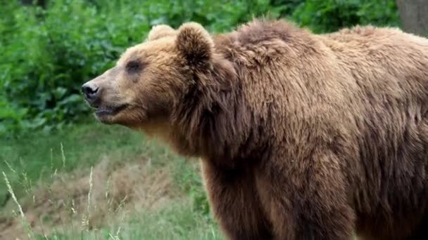 褐色熊 Ursus Arctos Beringianus 草の中のカンチャッカ褐色のクマ — ストック動画