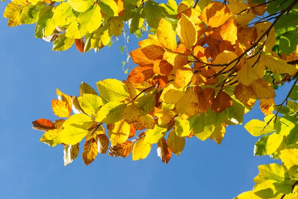 Hojas Otoño Con Fondo Azul Del Cielo — Foto de Stock