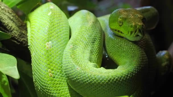 Python Árvore Verde Morelia Viridis Close Retrato Arte — Vídeo de Stock