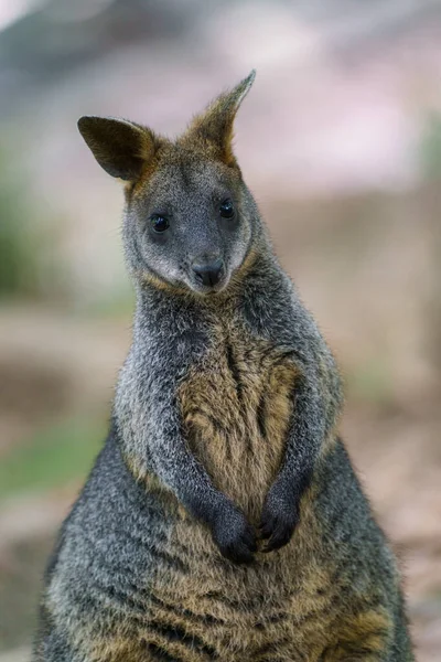 Marais Wallaby Wallabia Bicolore Connu Sous Nom Wallaby Noir — Photo